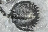 Uncommon Mrakibina Trilobite With Partials - Mrakib, Morocco #362823-2